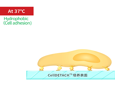 37℃時(shí)，溫敏聚合物涂層為高分子卷縮狀態(tài)，表現(xiàn)為輕度疏水性，更有利于細(xì)胞的貼附