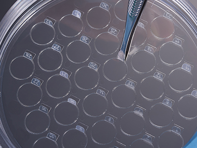 細胞爬片柄成一定角度翹起，方便操作者直接夾取