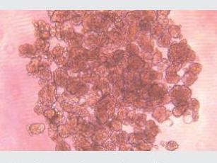 經(jīng)不同細(xì)胞培養(yǎng)測(cè)試驗(yàn)證，表面幾乎無(wú)細(xì)胞貼壁，可快速實(shí)現(xiàn)可重復(fù)、一致、可靠的細(xì)胞球培養(yǎng)