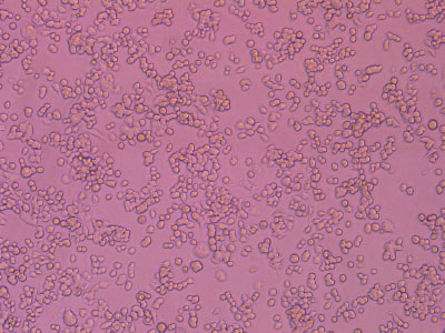 經(jīng)細(xì)胞培養(yǎng)測(cè)試驗(yàn)證，細(xì)胞貼壁率達(dá) 90% 以上，貼壁細(xì)胞活率達(dá)95%以上